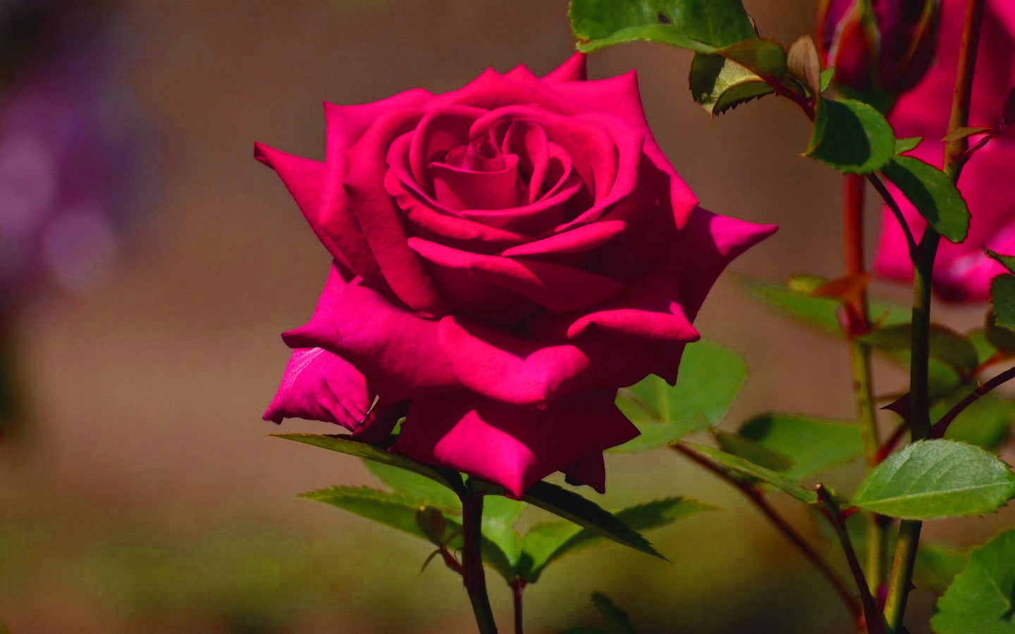 Jeans_0.5543018282281378