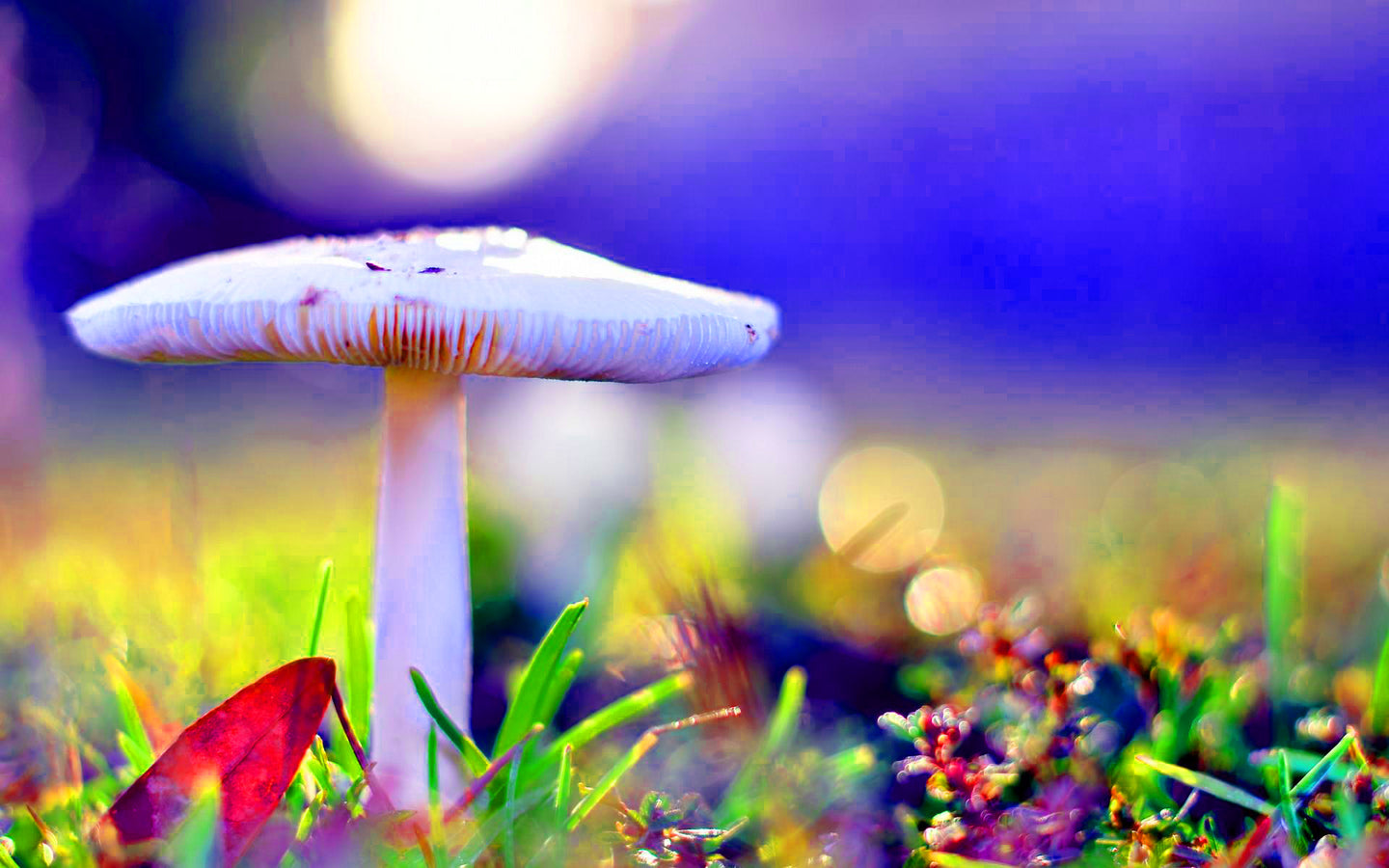 Jeans_0.552732570966767