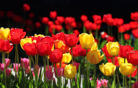 Jeans_0.5582575588413259